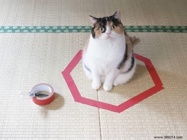 Why Do Cats Obsessively Sit in Circles? A Viral Experiment Reveals Feline Secrets