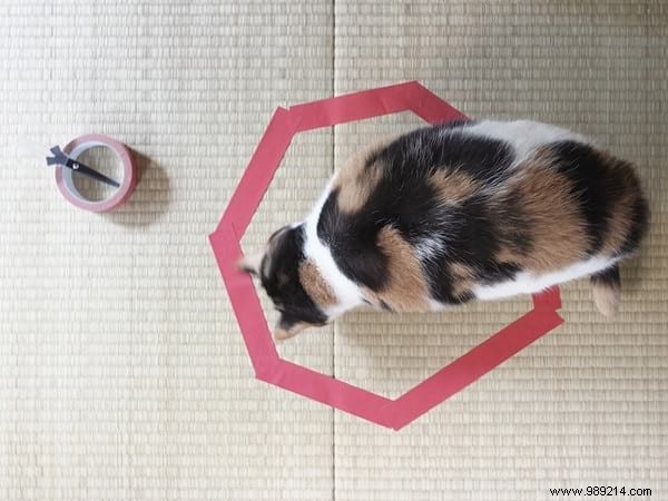 Why Do Cats Obsessively Sit in Circles? A Viral Experiment Reveals Feline Secrets