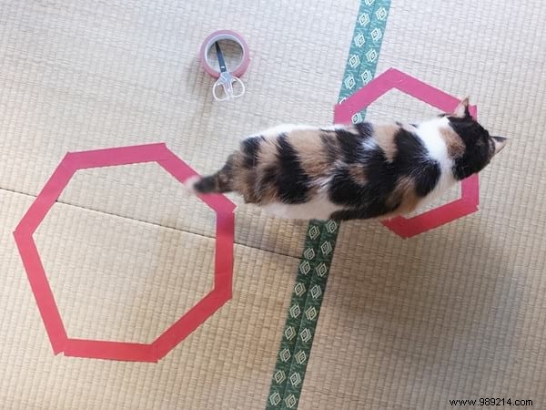 Why Do Cats Obsessively Sit in Circles? A Viral Experiment Reveals Feline Secrets