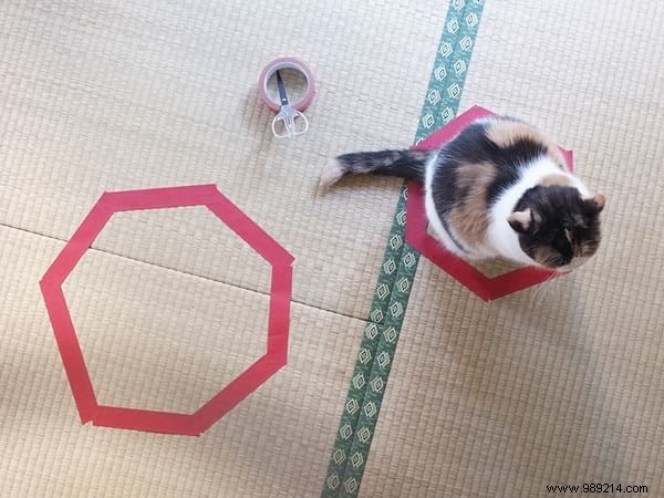 Why Do Cats Obsessively Sit in Circles? A Viral Experiment Reveals Feline Secrets