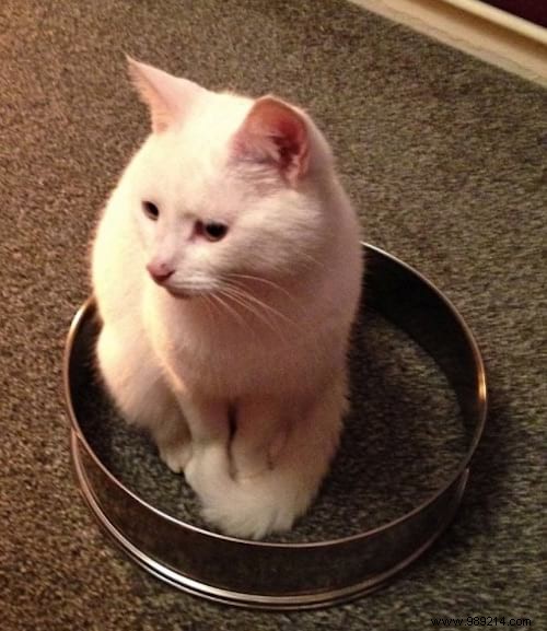 Why Do Cats Obsessively Sit in Circles? A Viral Experiment Reveals Feline Secrets