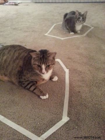 Why Do Cats Obsessively Sit in Circles? A Viral Experiment Reveals Feline Secrets