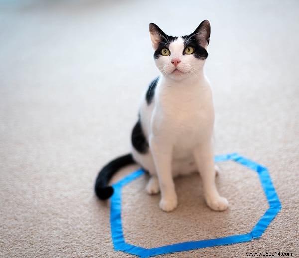 Why Do Cats Obsessively Sit in Circles? A Viral Experiment Reveals Feline Secrets