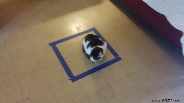 Why Do Cats Obsessively Sit in Circles? A Viral Experiment Reveals Feline Secrets