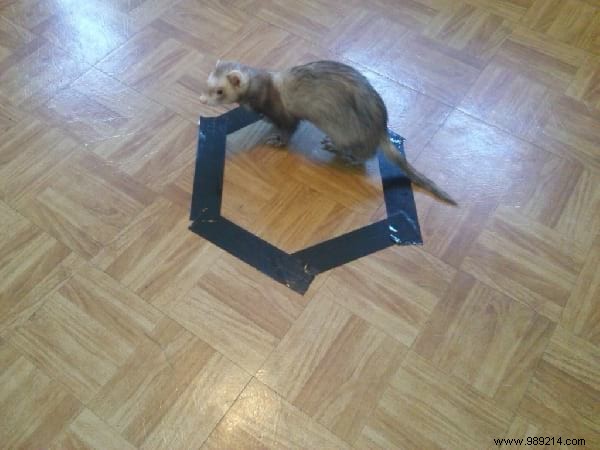 Why Do Cats Obsessively Sit in Circles? A Viral Experiment Reveals Feline Secrets