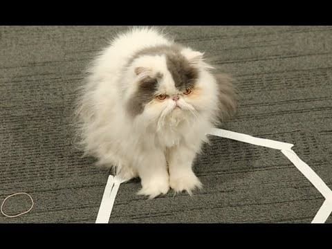 Why Do Cats Obsessively Sit in Circles? A Viral Experiment Reveals Feline Secrets