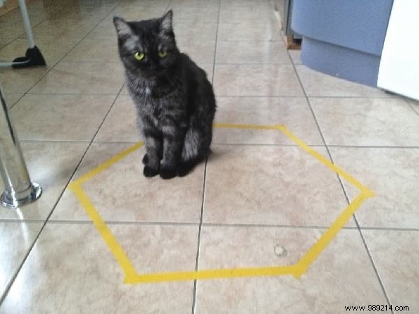 Why Do Cats Obsessively Sit in Circles? A Viral Experiment Reveals Feline Secrets