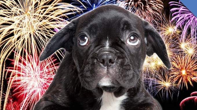 5 Proven Tips to Quickly Calm Your Anxious Dog During Fireworks and Thunderstorms