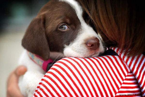 5 Proven Tips to Quickly Calm Your Anxious Dog During Fireworks and Thunderstorms