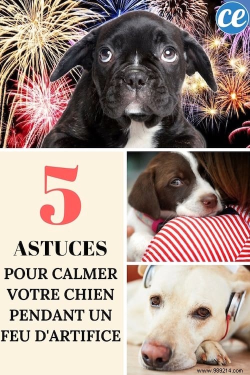 5 Proven Tips to Quickly Calm Your Anxious Dog During Fireworks and Thunderstorms