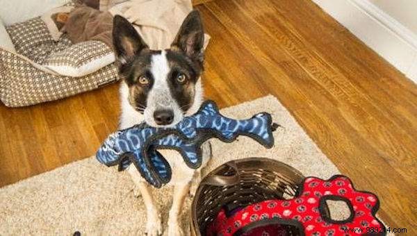 5 Proven Tips to Quickly Calm Your Anxious Dog During Fireworks and Thunderstorms