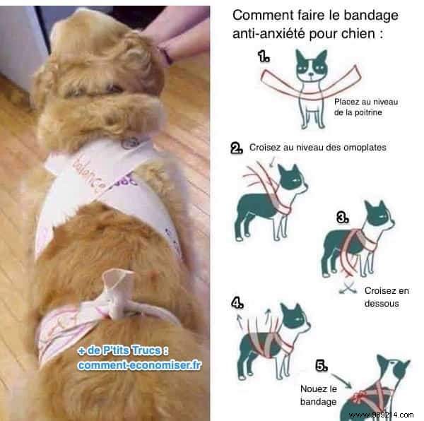 5 Proven Tips to Quickly Calm Your Anxious Dog During Fireworks and Thunderstorms