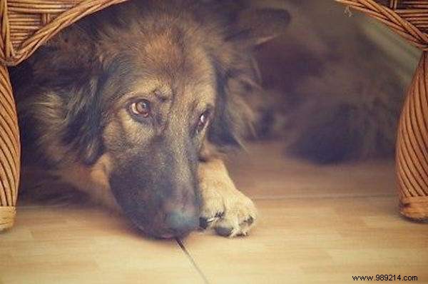 5 Proven Tips to Quickly Calm Your Anxious Dog During Fireworks and Thunderstorms