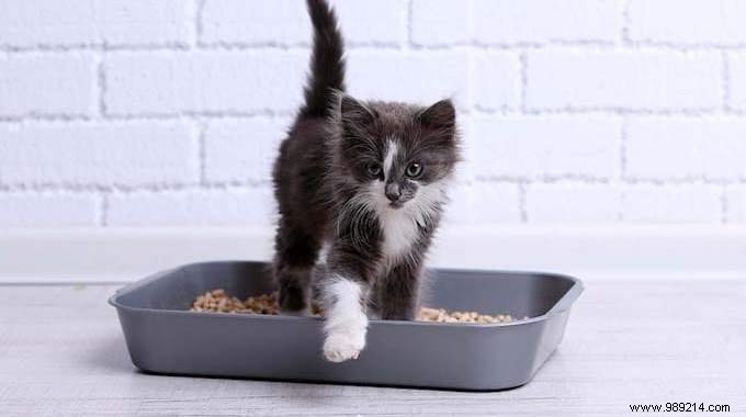 7 Safe, Natural Products to Clean and Deodorize Your Cat s Litter Box