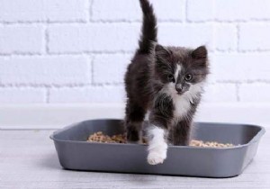 7 Safe, Natural Products to Clean and Deodorize Your Cat s Litter Box