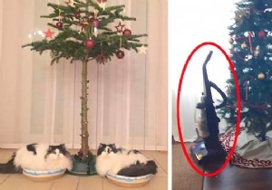 18 Ingenious Photos: How Pet Owners Protect Christmas Trees from Cats and Dogs