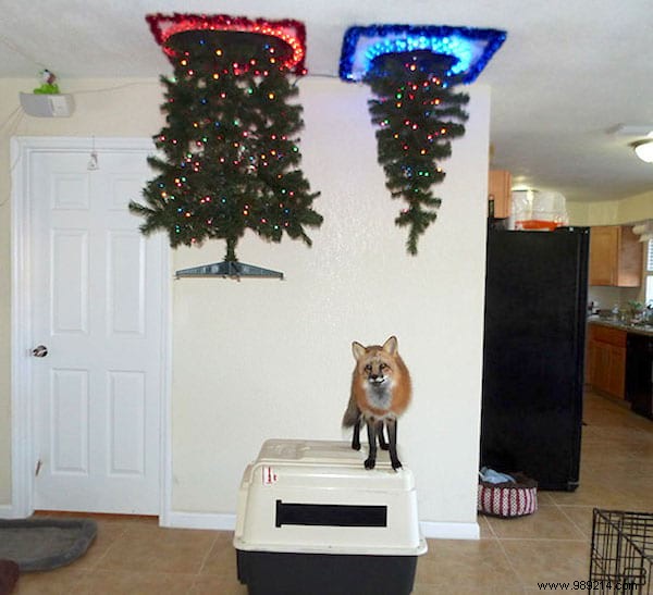 18 Ingenious Photos: How Pet Owners Protect Christmas Trees from Cats and Dogs