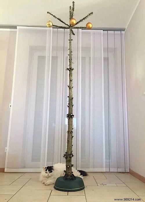 18 Ingenious Photos: How Pet Owners Protect Christmas Trees from Cats and Dogs
