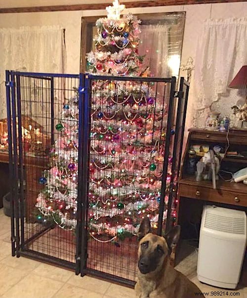 18 Ingenious Photos: How Pet Owners Protect Christmas Trees from Cats and Dogs