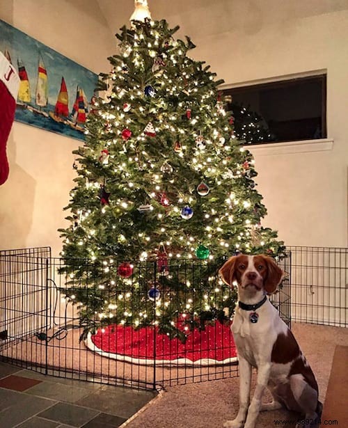 18 Ingenious Photos: How Pet Owners Protect Christmas Trees from Cats and Dogs
