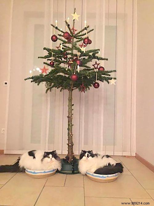 18 Ingenious Photos: How Pet Owners Protect Christmas Trees from Cats and Dogs