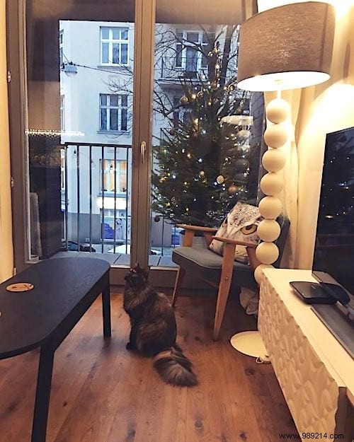 18 Ingenious Photos: How Pet Owners Protect Christmas Trees from Cats and Dogs