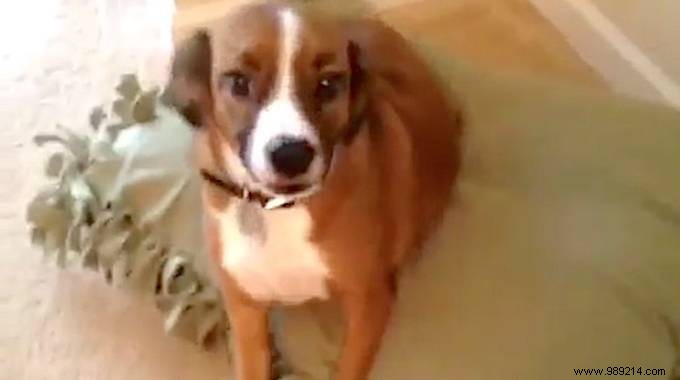 DIY Budget Dog Bed: Simple, Affordable Comfort Your Pup Will Adore