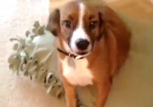 DIY Budget Dog Bed: Simple, Affordable Comfort Your Pup Will Adore