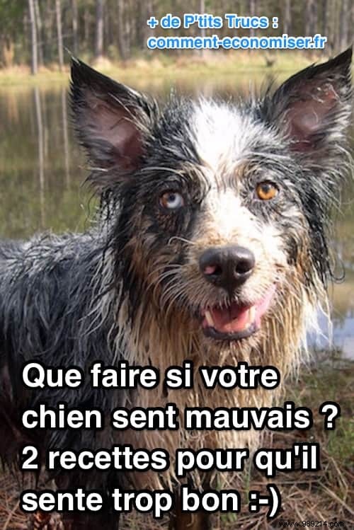 How to Banish Dog Odor: 2 Vet-Recommended Natural Recipes