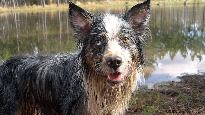 How to Banish Dog Odor: 2 Vet-Recommended Natural Recipes