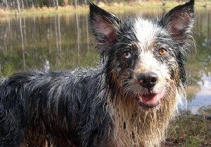 How to Banish Dog Odor: 2 Vet-Recommended Natural Recipes