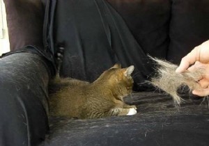 Effortless Cat Hair Removal: The Pantyhose Trick Every Pet Owner Needs