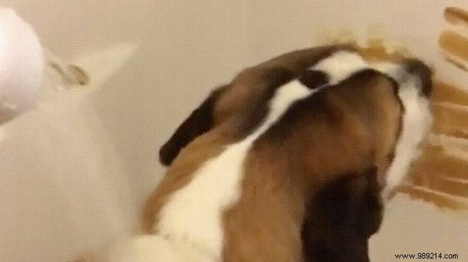 Genius Peanut Butter Hack: Bathe Your Dog Easily Without the Struggle