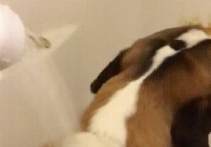 Genius Peanut Butter Hack: Bathe Your Dog Easily Without the Struggle