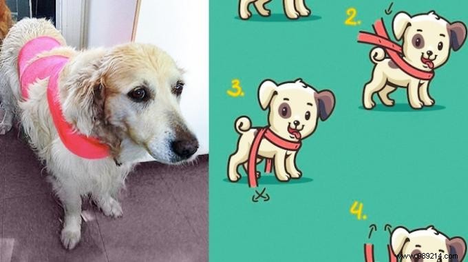 Calm Your Noise-Fearful Dog Instantly: The Proven Bandage Wrap Technique