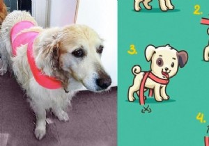 Calm Your Noise-Fearful Dog Instantly: The Proven Bandage Wrap Technique