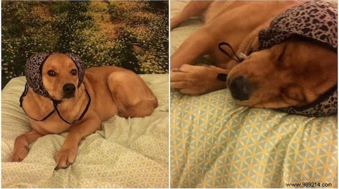 Calm Your Dog s Fireworks Anxiety: The Effective Bra Technique from a Pet Owner