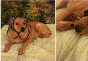 Calm Your Dog s Fireworks Anxiety: The Effective Bra Technique from a Pet Owner