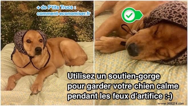 Calm Your Dog s Fireworks Anxiety: The Effective Bra Technique from a Pet Owner