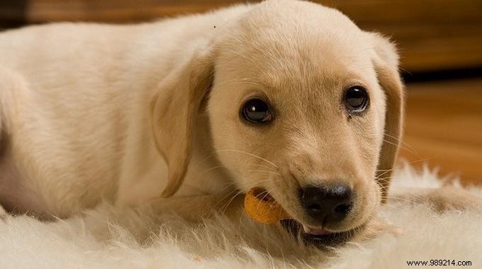 4 Easy Homemade Dog Treat Recipes: Healthy, Affordable Snacks Your Pup Will Love