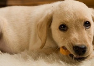 4 Easy Homemade Dog Treat Recipes: Healthy, Affordable Snacks Your Pup Will Love