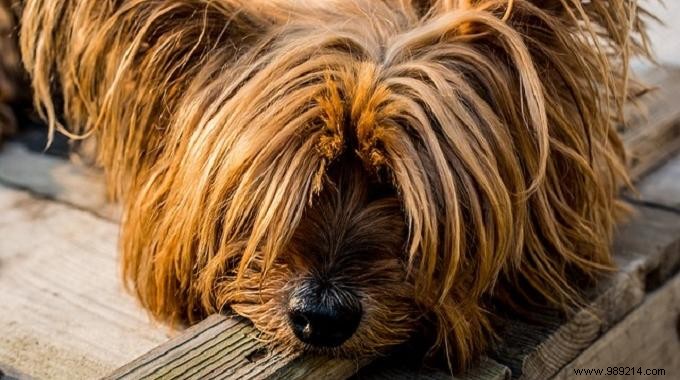 Natural Fixes for Dog Bad Breath: Mint Leaves and Nettles from a Dog Owner s Experience