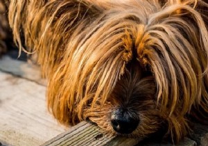 Natural Fixes for Dog Bad Breath: Mint Leaves and Nettles from a Dog Owner s Experience
