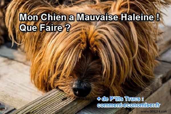 Natural Fixes for Dog Bad Breath: Mint Leaves and Nettles from a Dog Owner s Experience