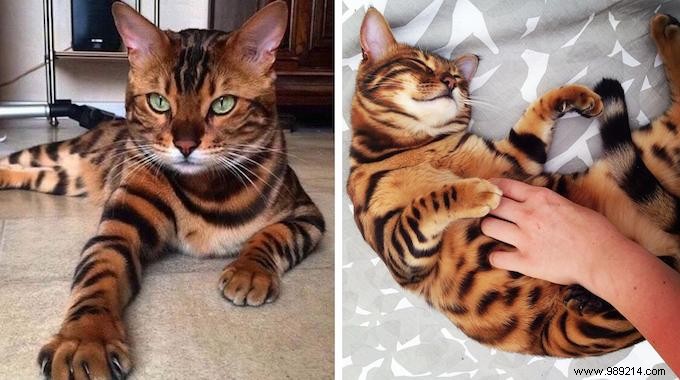 Meet Thor: The Stunning Bengal Cat with Tiger-Like Charm and Emerald Eyes