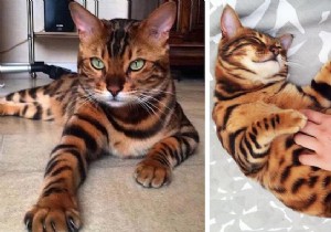 Meet Thor: The Stunning Bengal Cat with Tiger-Like Charm and Emerald Eyes