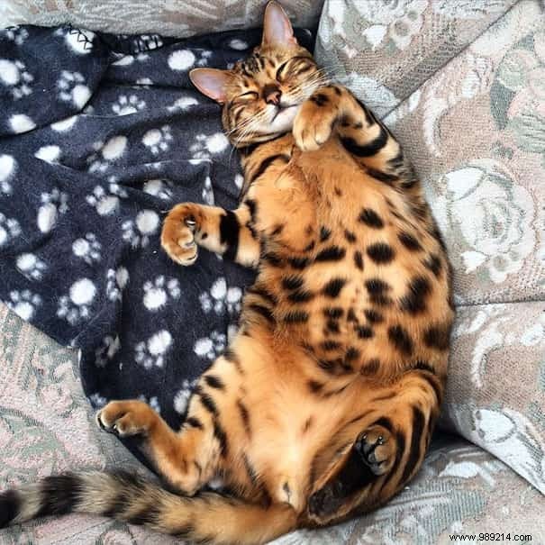 Meet Thor: The Stunning Bengal Cat with Tiger-Like Charm and Emerald Eyes