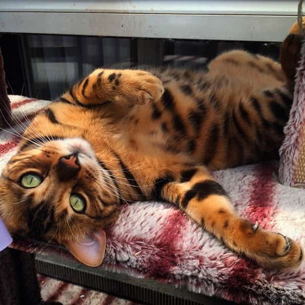 Meet Thor: The Stunning Bengal Cat with Tiger-Like Charm and Emerald Eyes