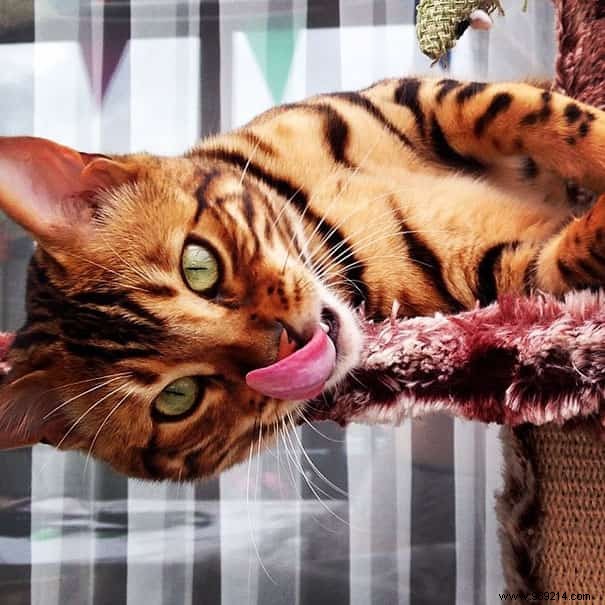 Meet Thor: The Stunning Bengal Cat with Tiger-Like Charm and Emerald Eyes