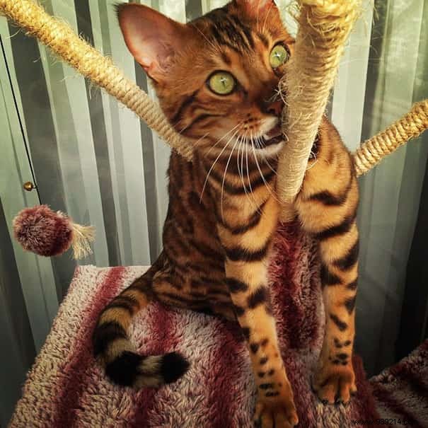Meet Thor: The Stunning Bengal Cat with Tiger-Like Charm and Emerald Eyes
